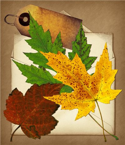 Leafs and Collage Paper