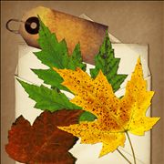 Leafs and Collage Paper