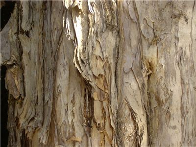 Paper Bark
