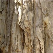 Paper Bark